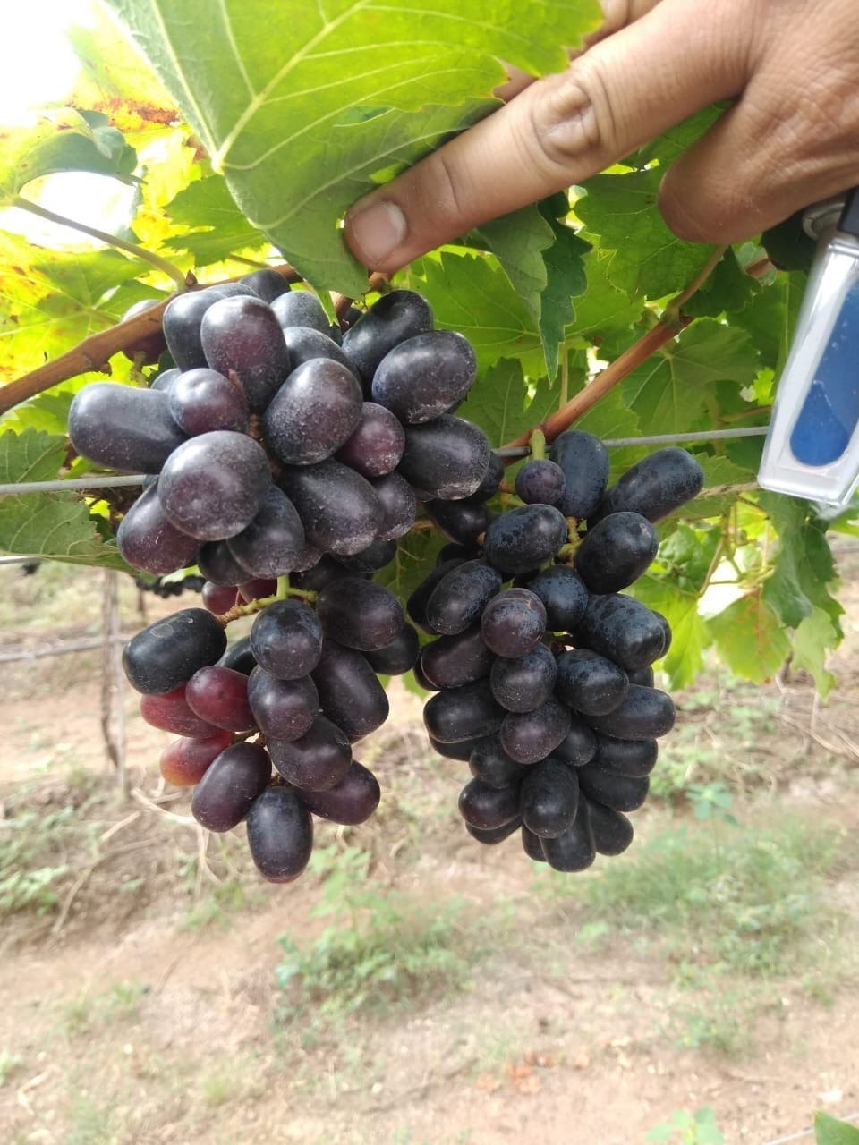 Organic Certified Grapes